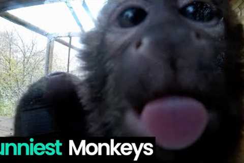 Monkey Business: Funniest Monkey Moments