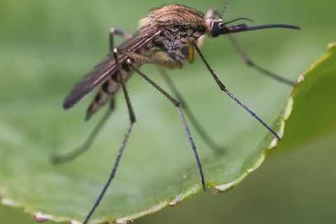 Mosquitoes Newly Spreading in Scotland as Temperatures Rise, Scientists Say