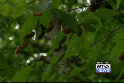 Cicadas, cicadas everywhere: How they are helpful