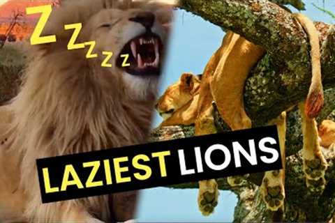 The Laziest Lions EVER!