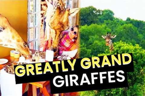 The Greatest Grand Giraffes!