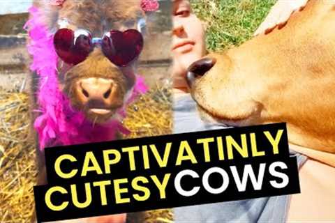 The MOST Captivatingly Cutesy Cows