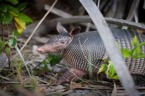 The Case of the Armadillo: Is It Spreading Leprosy in Florida?