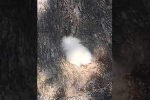 Stella the Samoyed disappears inside a tree