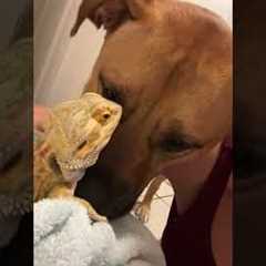 Dog and Bearded Dragon Are Besties