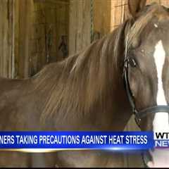 Tips for horse owners during extreme heat