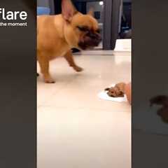 French Bulldog Horrified By Dog Cake