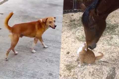 The MOST Unlikely Animal Friends