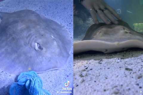 Stingray That Became Mysteriously Pregnant Now Has ‘Reproductive Disease’