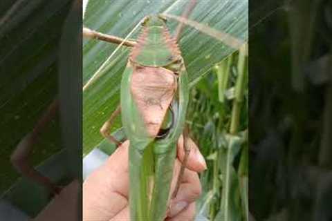 Giant Insect Makes Unbelievable Sounds