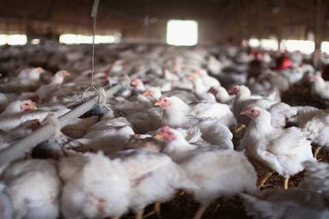 USDA aims to aid small farmers by barring pay deductions from poultry companies •