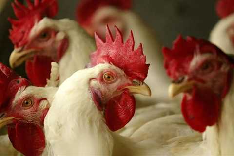 A Bird Flu Virus Has Killed Its First Human