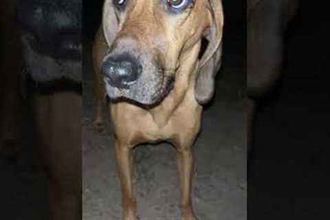 Funny Dog Catches Locust In Mouth