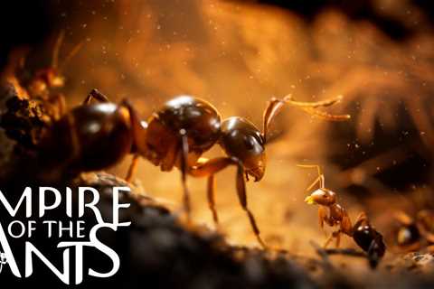 Empire of the Ants will let you explore a photorealistic bug’s life this November