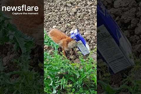 Hero Rescues Fox Cub With Carton Stuck On It's Head