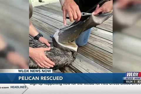 Injured pelican gets second chance at life thanks to animal rescue group