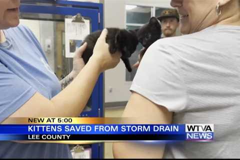 Kittens saved from storm drain in Tupelo