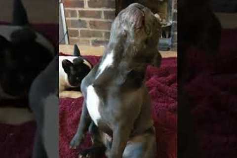 Funny Bulldog Itching or Dancing?