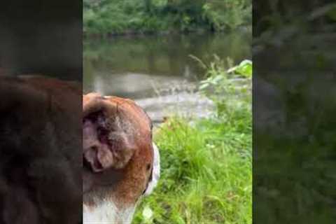 Clumsy Bulldog Unexpected Splash