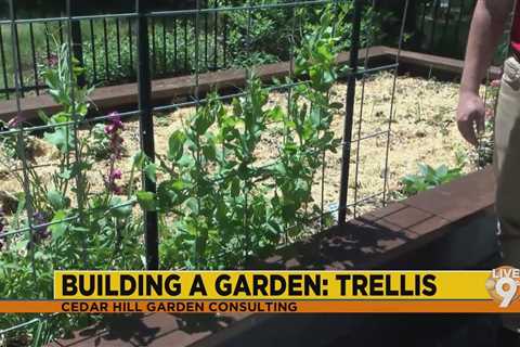 How to build a trellis for your garden