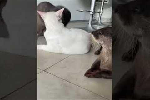 Otters Gang Up On House Cat