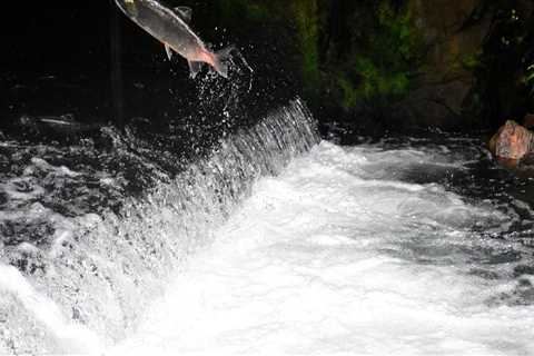 The Complex Relationship Between Environmental Issues and Politics in Northwest Oregon