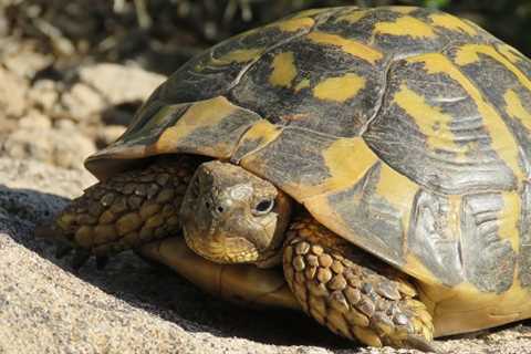 300 Nombres para tus tortugas consentidas - El blog más completo sobre peces