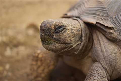 Secretos de la Longevidad de las Tortugas: Guardianas del Tiempo - El blog más completo sobre peces