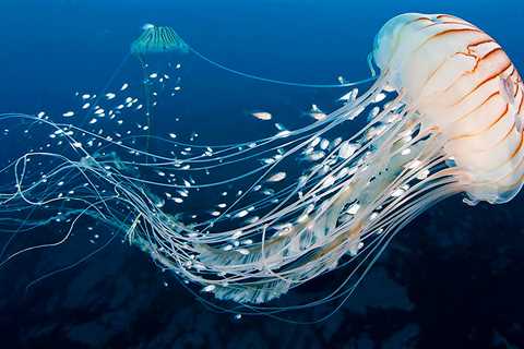 Los 10 tipos de medusas en el mar - El blog más completo sobre peces