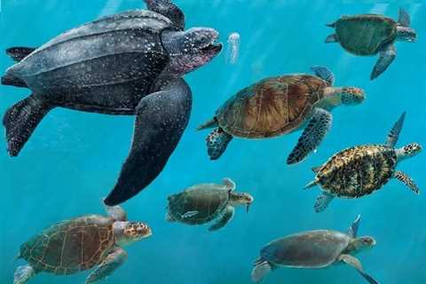 ¿Qué comen las tortugas? - El blog más completo sobre peces