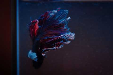 Betta, el pez más colorido del mundo. - El blog más completo sobre peces