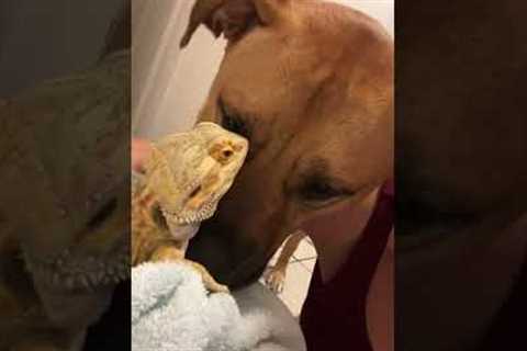 Dog and Bearded Dragon Are Besties