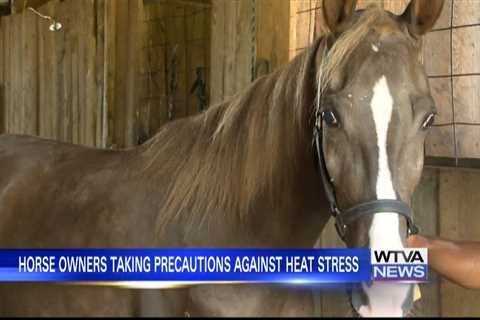 Tips for horse owners during extreme heat