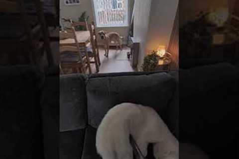 Dog Loves Vacuum Too Much