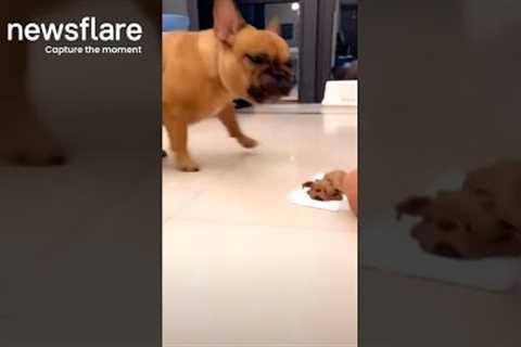 French Bulldog Horrified By Dog Cake