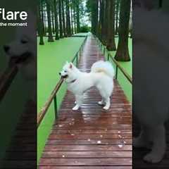 Confused Samoyed Dog Jumps Into Pond
