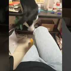 Clumsy Cat Causes Chaos