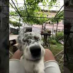 Puppy Leaps Into The Camera
