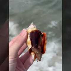 TikToker Discovers Florida Fighting Conch