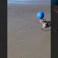 Cute Frenchie Does Tricks At Beach
