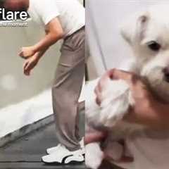 Driver Rescues Stranded Dog From Overpass || Newsflare