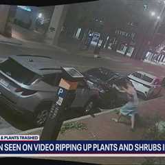 Fort Worth police searching for man who trashed landscaping, flower pots in downtown