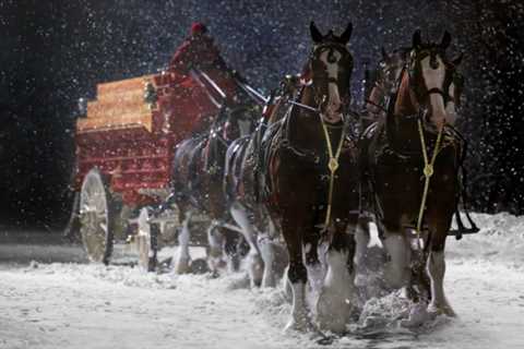 Budweiser Trots Out the Clydesdales and Loyal Labrador for the Super Bowl