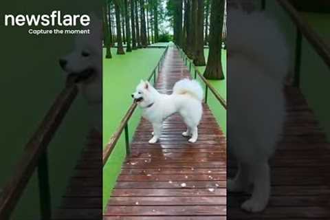 Confused Samoyed Dog Jumps Into Pond