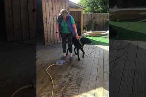 Cane Corso Pranks Owner With Hose