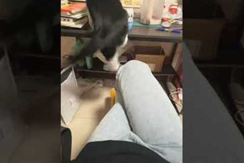 Clumsy Cat Causes Chaos