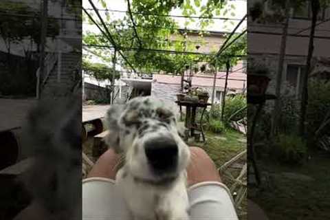 Puppy Leaps Into The Camera