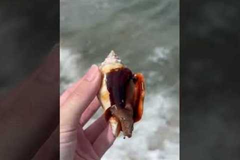 TikToker Discovers Florida Fighting Conch