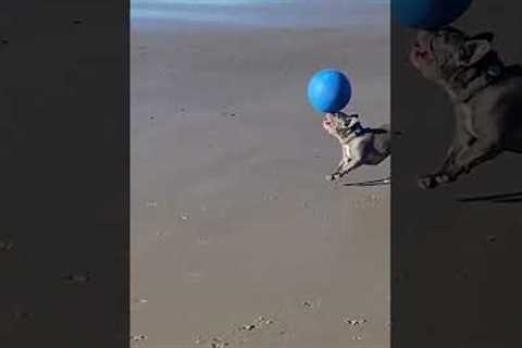 Cute Frenchie Does Tricks At Beach