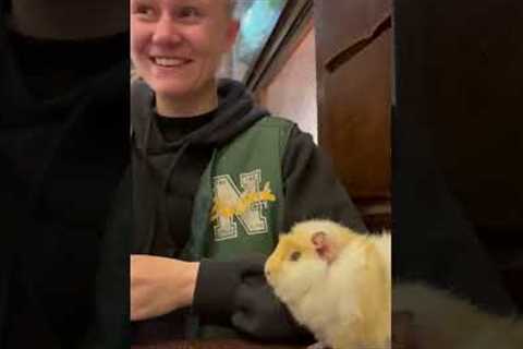 Girl Terrified Of Hamster At Zoo Cafe